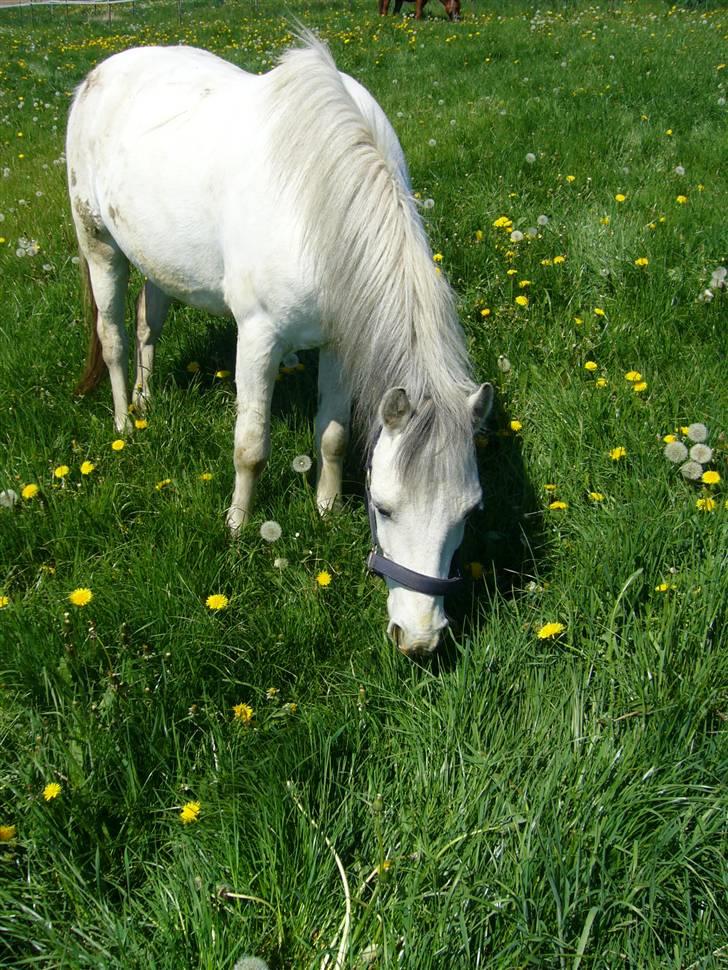 Welsh Pony (sec B) Dundee - (red) solgt! - *16*Smukke Dundee på Fold. MAN MÅ IKKE KOPIRE MINE BILLEDER!! billede 16