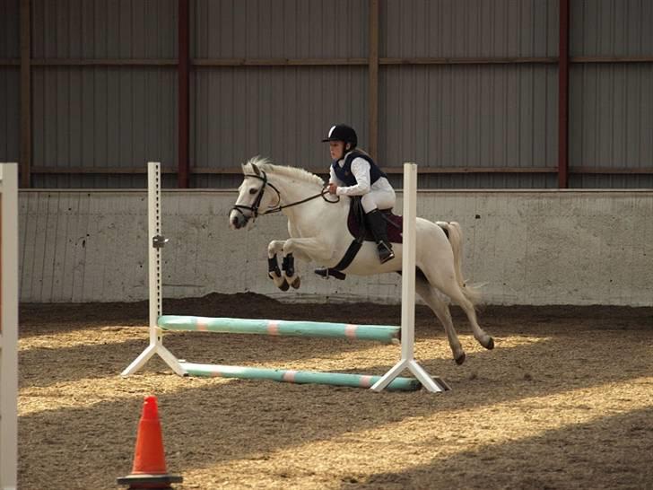 Welsh Pony (sec B) Dundee - (red) solgt! - *17* Dundee og jeg til spring stævne. MAN MÅ IKKE KOPIRE MINE BILLEDER!! billede 17