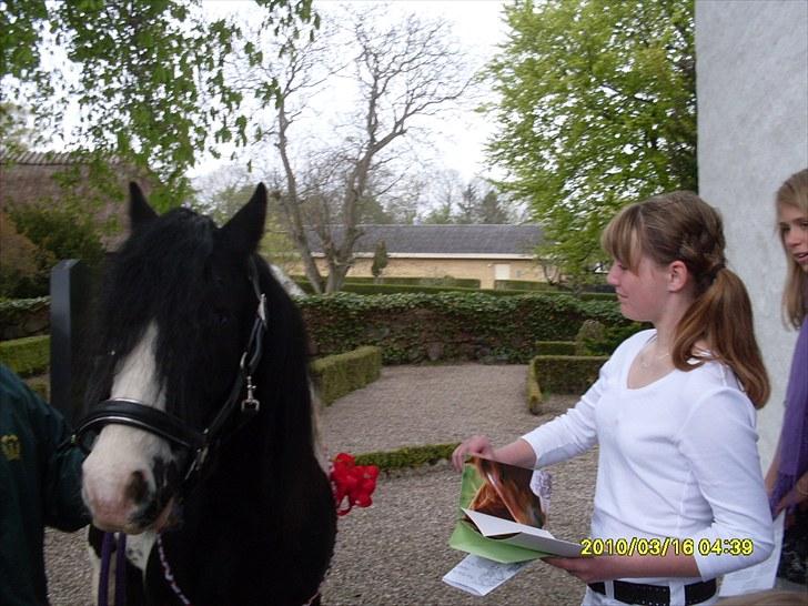 Irish Cob Dipsy - I Will Be Here Waiting, Never Far Behind i:. billede 7