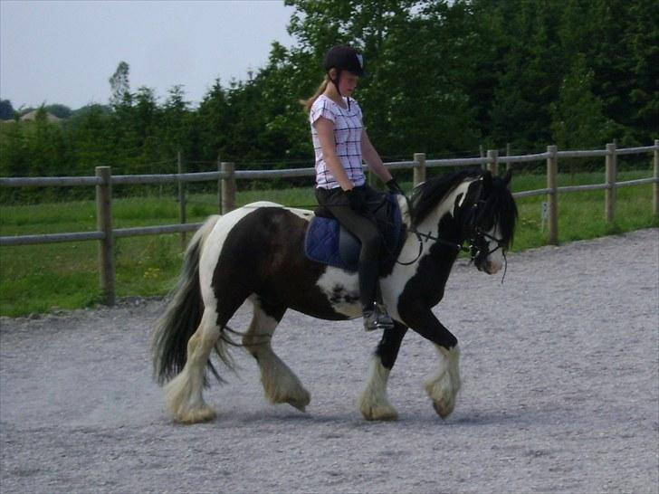 Irish Cob Dipsy - Når jeg er sammen med dig, er det som at være hjemme igen :*. billede 9