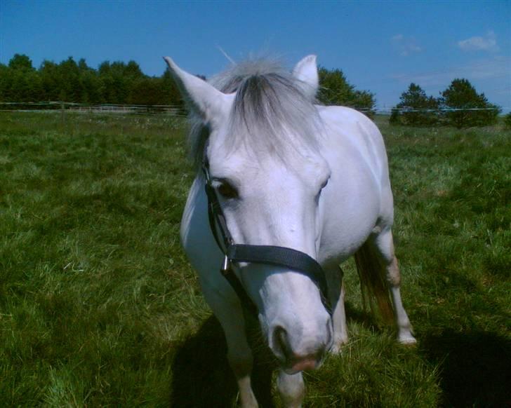 Welsh Pony (sec B) Dundee - (red) solgt! - *20*Dundee siger tak for kigget og håber at i gider bedømme mig og lægge en kommentar på vejen. MAN MÅ IKKE KOPIRE MINE BILLEDER!! billede 20