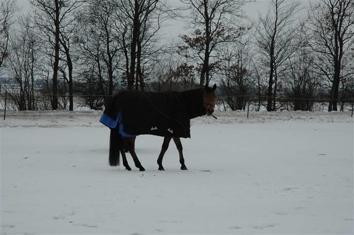 Trakehner Anakin *solgt" billede 20