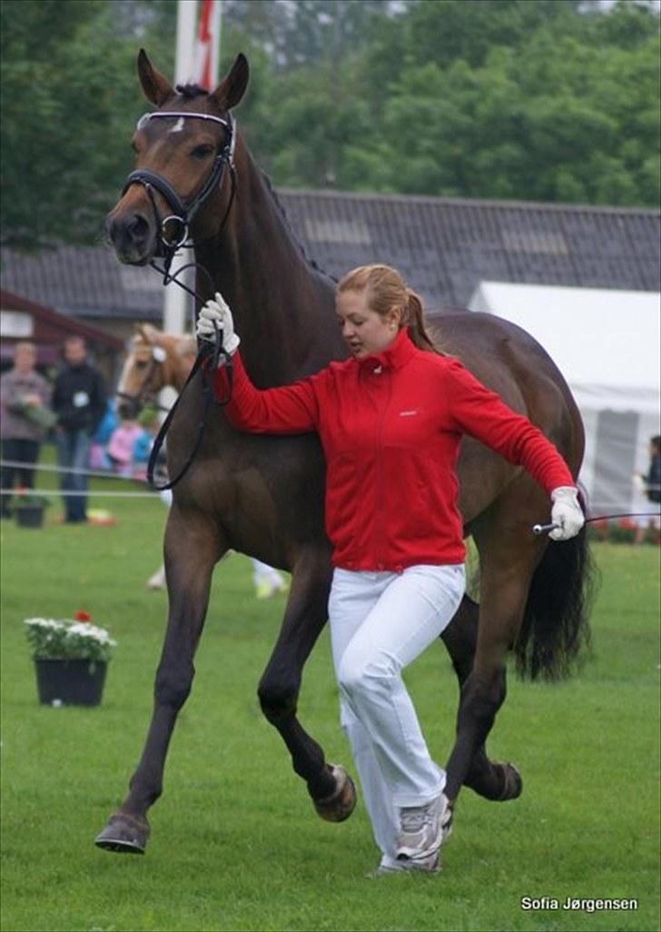 Dansk Varmblod Møllegårdens Kobana RDH - Hehe :P billede 7