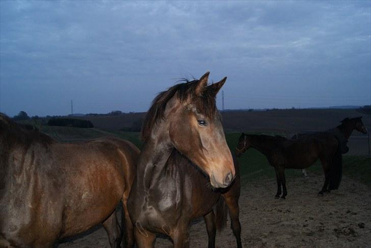 Dansk Varmblod Zakira - 4// hun er bare dejlig billede 10
