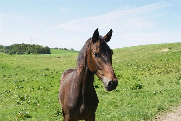 Dansk Varmblod Zakira - 7// billede 13