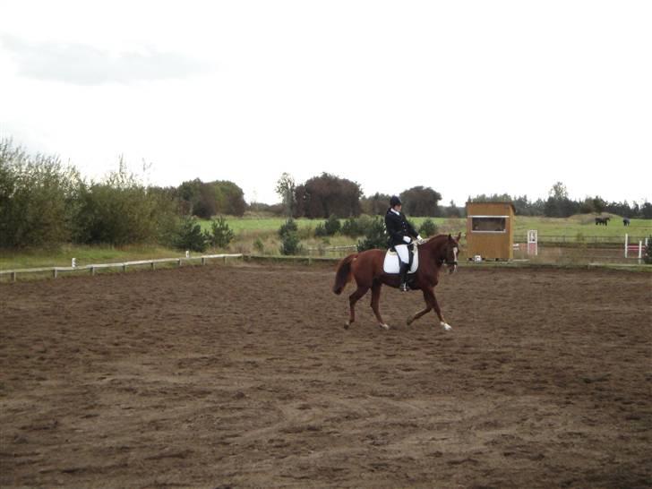 Dansk Varmblod Kingo  billede 17