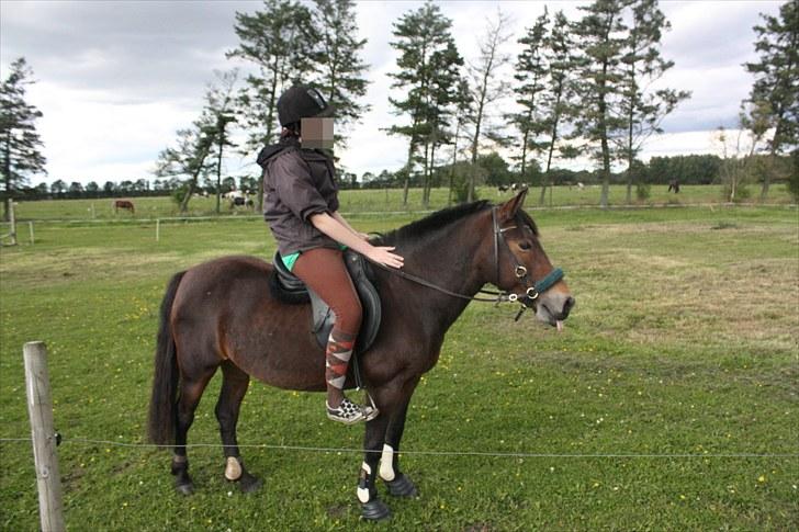 Hollandsk Sportspony | Selena - Ridning i sep. månede 2010 billede 18