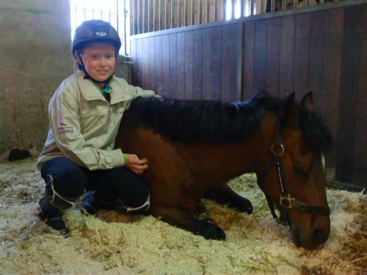 Welsh Pony (sec B) Stubbumgårds Tobias (Mac Million) - 6) Hehe, han tar lige en slapper med mig <3 billede 6