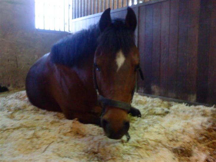 Welsh Pony (sec B) Stubbumgårds Tobias (Mac Million) - 7) Tager lige en slapper ;) billede 7
