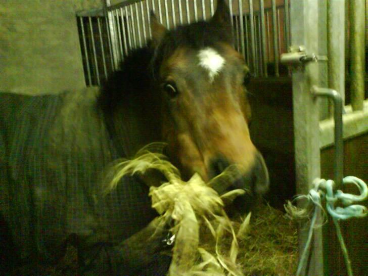 Welsh Pony (sec B) Stubbumgårds Tobias (Mac Million) - 8) Lige da vi var kommet hjem efter en laang køre tur da vi var oppe og hente ham :) billede 8