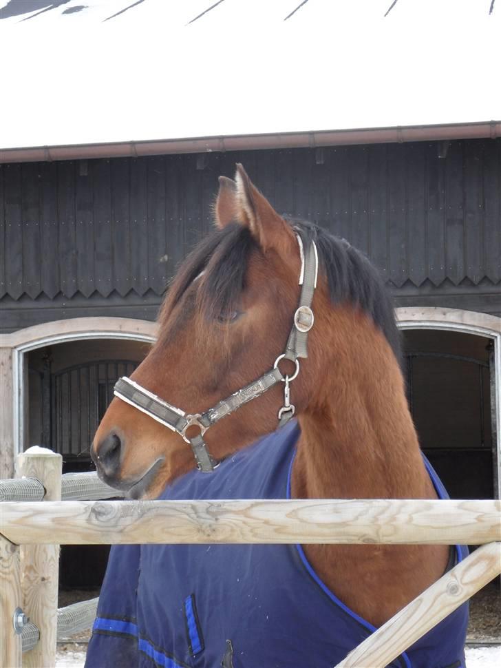 Anden særlig race Filur - R.I.P. skat :''( † - #3 Her står han i paddocks     - Foto: Mig# billede 3