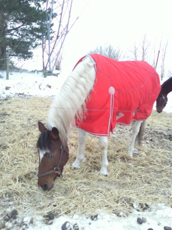 Anden særlig race Starlight billede 1