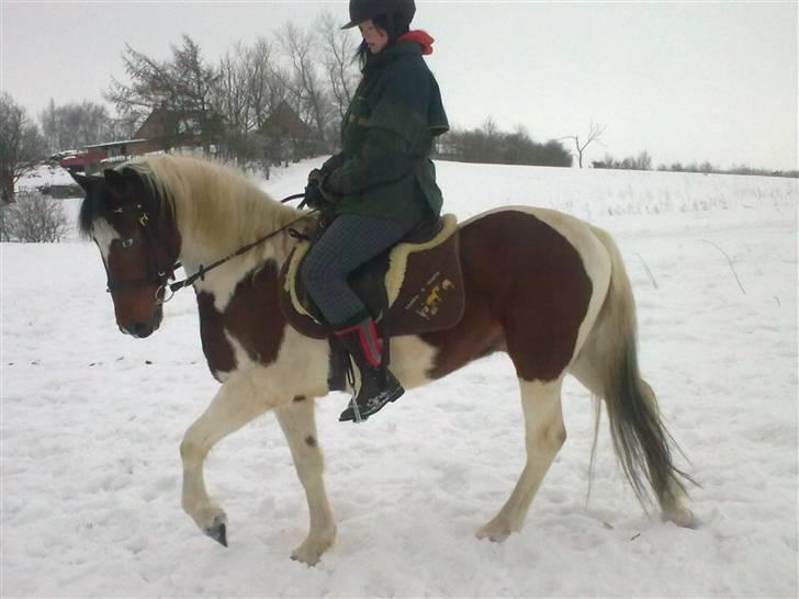 Anden særlig race Starlight billede 2