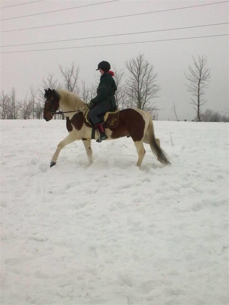 Anden særlig race Starlight billede 3