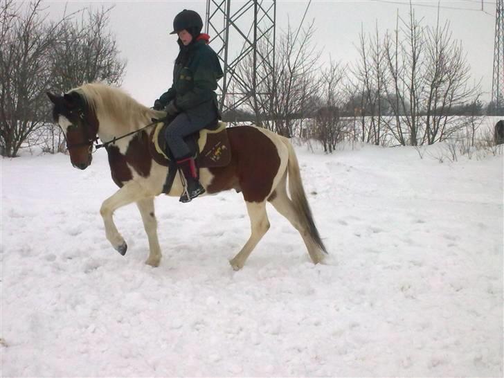 Anden særlig race Starlight billede 4