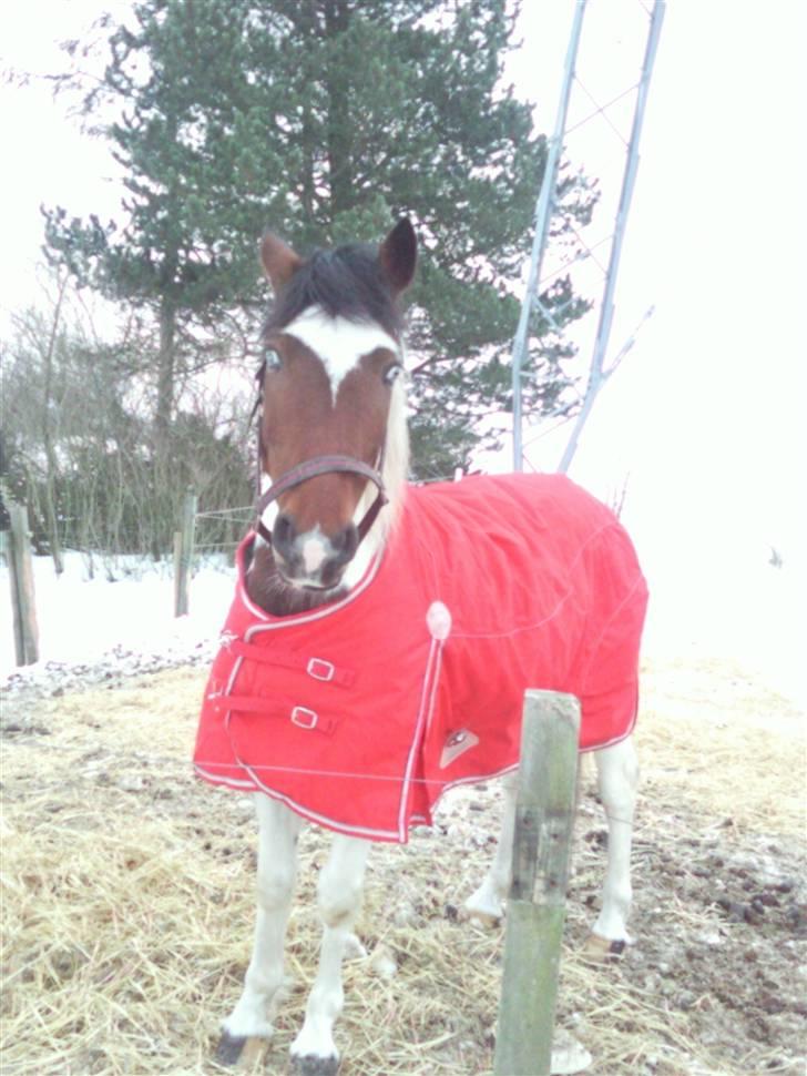 Anden særlig race Starlight billede 6