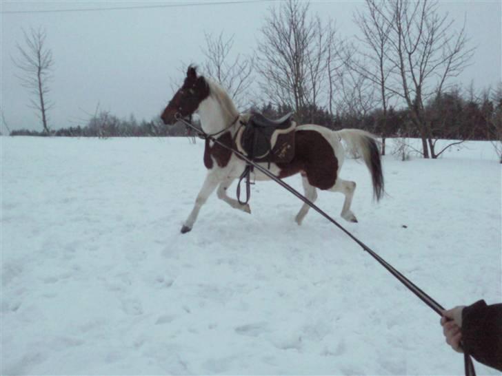 Anden særlig race Starlight billede 7