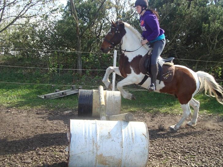 Anden særlig race Starlight billede 8