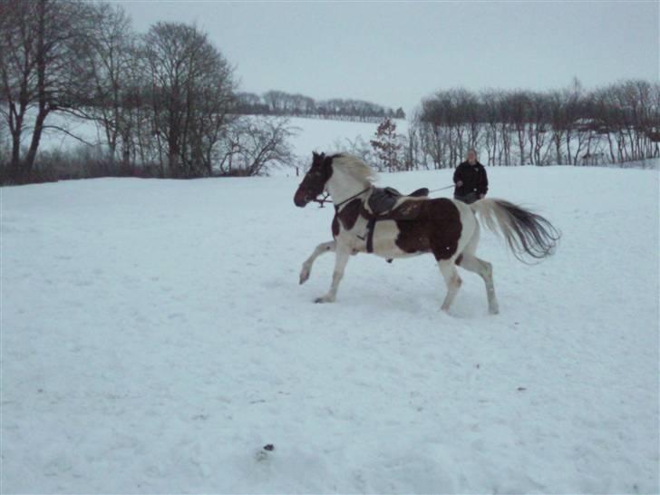 Anden særlig race Starlight billede 9