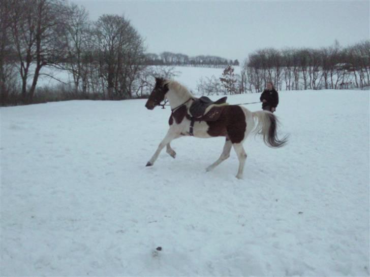 Anden særlig race Starlight billede 10