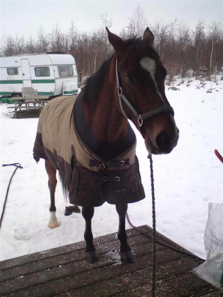 Fuldblod (XX) Sir Pride R.I.P. - øvelse gør mester billede 12