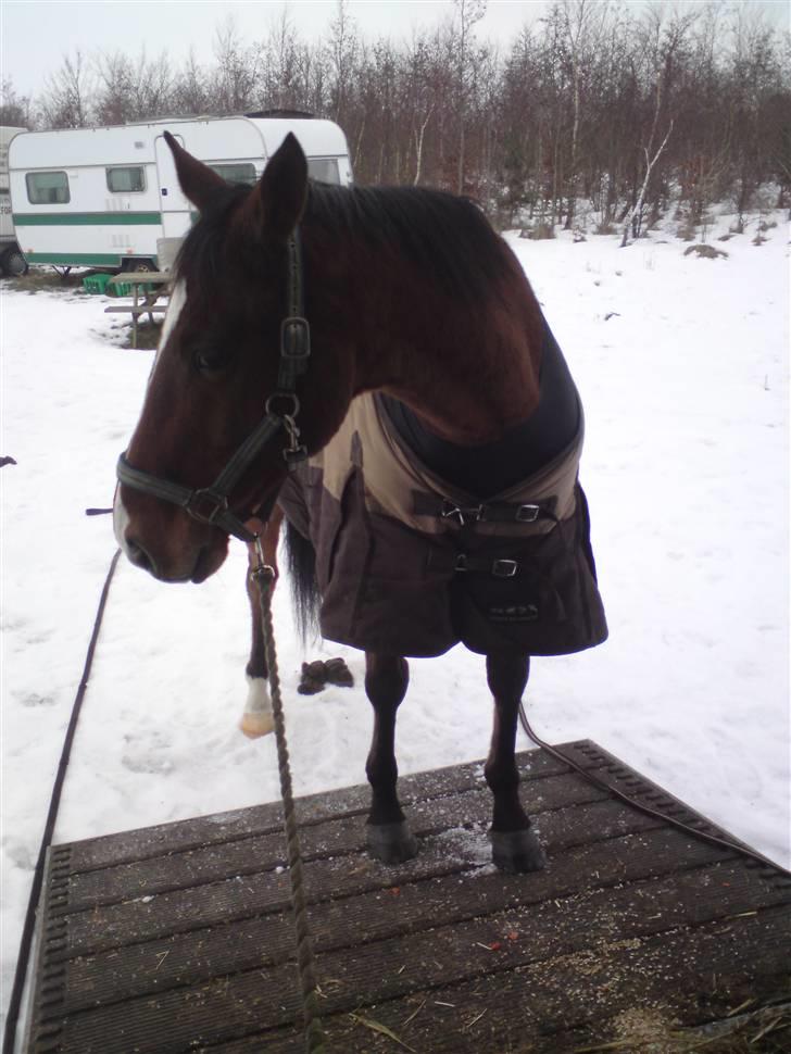 Fuldblod (XX) Sir Pride R.I.P. - eterf 10 min stod vi der endnu :-) billede 13