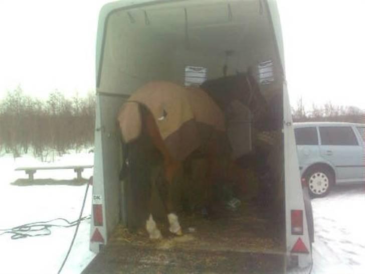 Fuldblod (XX) Sir Pride R.I.P. - og efter en time stod vi her :-D :-D  billede 14