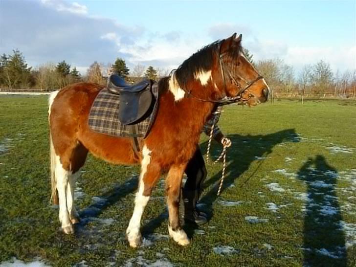 Anden særlig race Sultan - MED FULD UDSTYR INDEN RYTTER billede 6