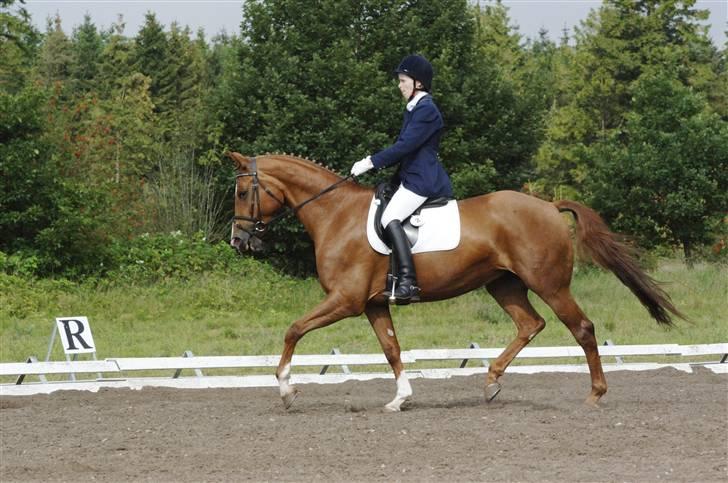 Dansk Varmblod Chanell billede 2