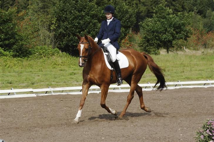 Dansk Varmblod Chanell billede 10