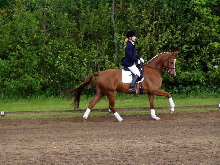 Dansk Varmblod Chanell billede 6