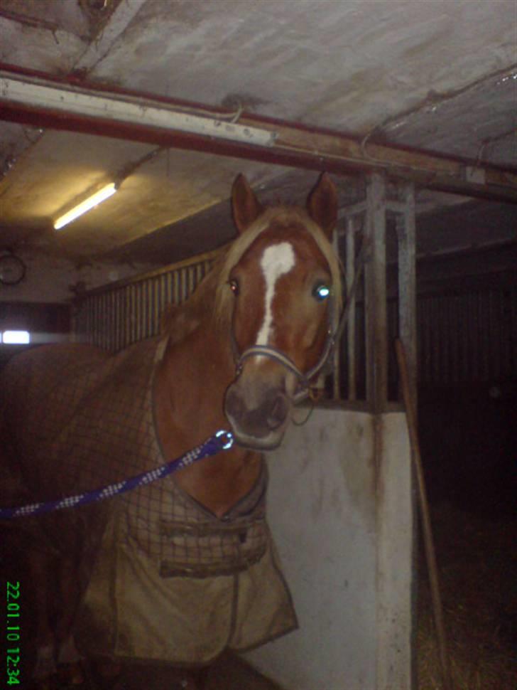 Welsh Cob (sec D) Kiding Game On billede 2