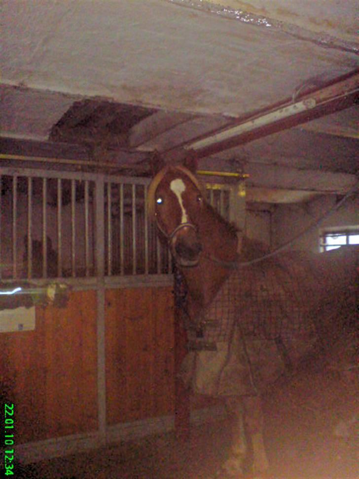 Welsh Cob (sec D) Kiding Game On billede 3