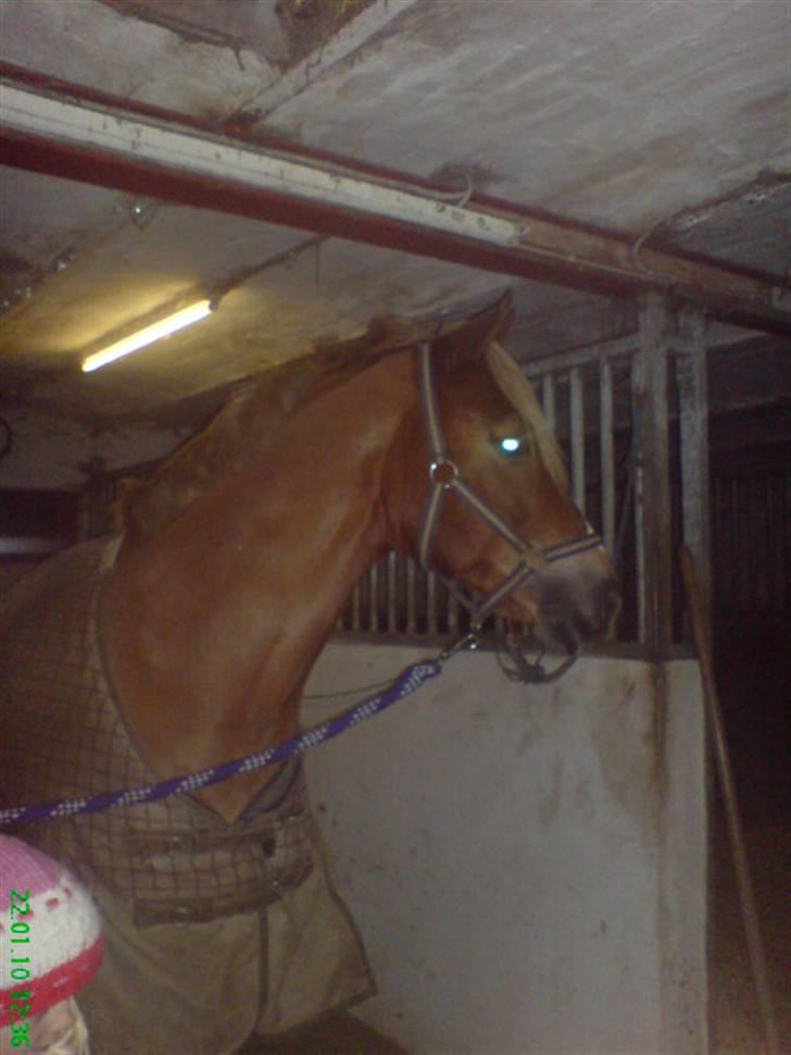 Welsh Cob (sec D) Kiding Game On billede 4