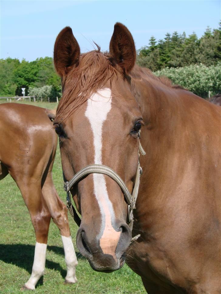 Dansk Varmblod Chanell billede 3