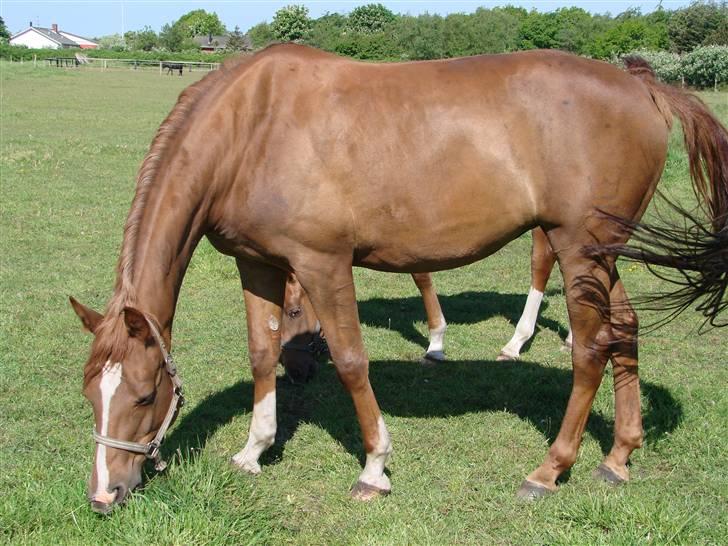 Dansk Varmblod Chanell billede 4