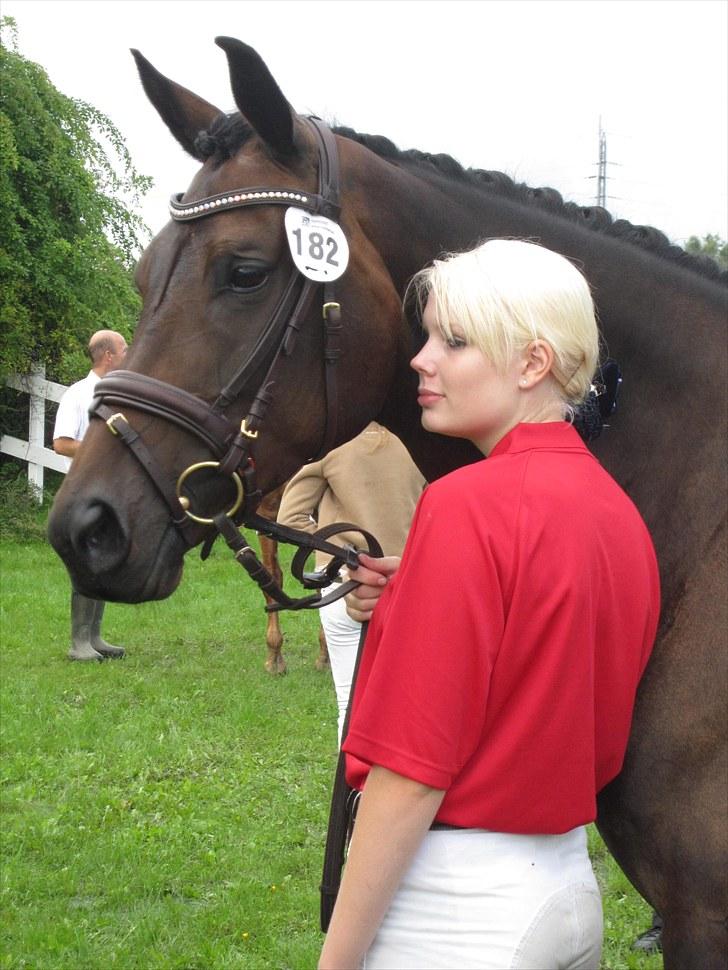 Dansk Varmblod Heartbreakers Touchy billede 5