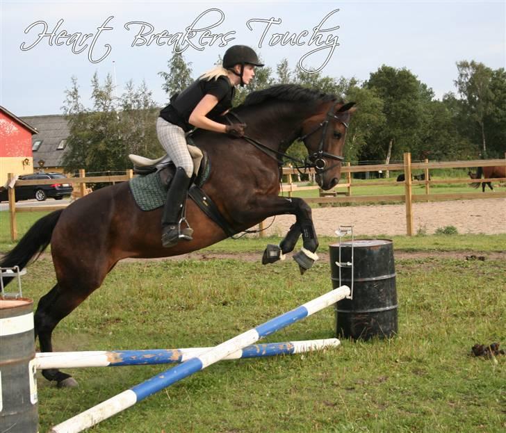 Dansk Varmblod Heartbreakers Touchy billede 8
