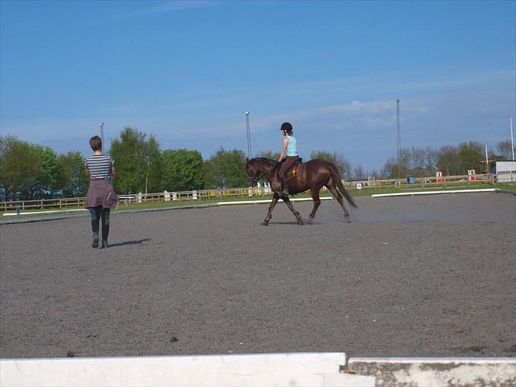 DSP Dutchy M  - Eneundervisning ved Karin  foto: kathrine<3 billede 8
