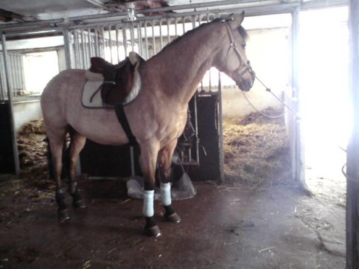 Anden særlig race Stjerne - så fiin i baby blå :D billede 20