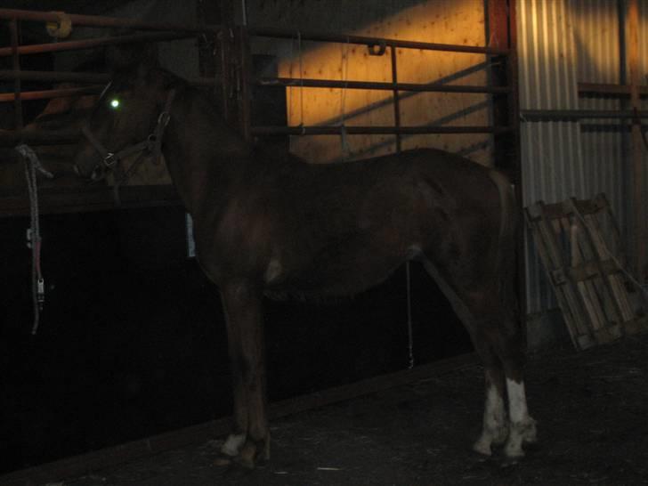 Frederiksborg León Ålbækkegård (SOLGT) billede 8