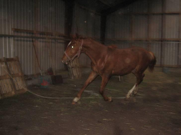 Frederiksborg León Ålbækkegård (SOLGT) billede 9