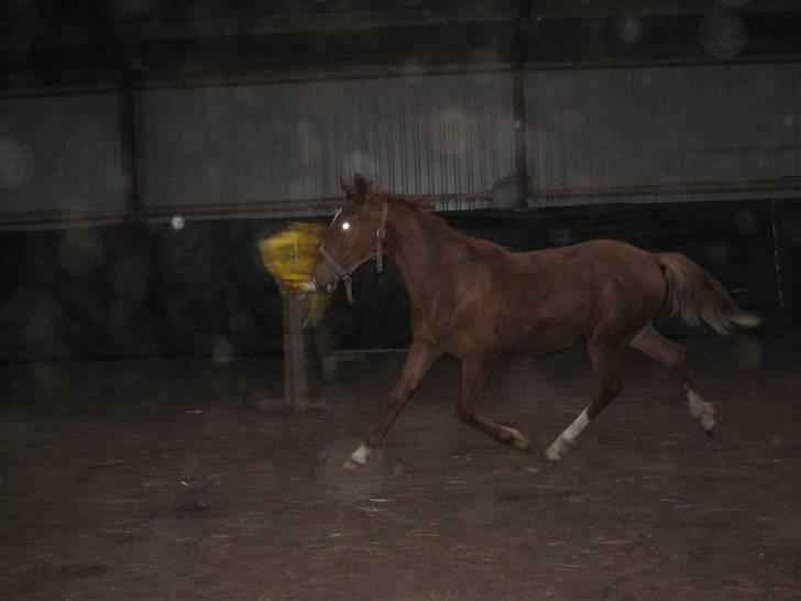 Frederiksborg León Ålbækkegård (SOLGT) billede 10