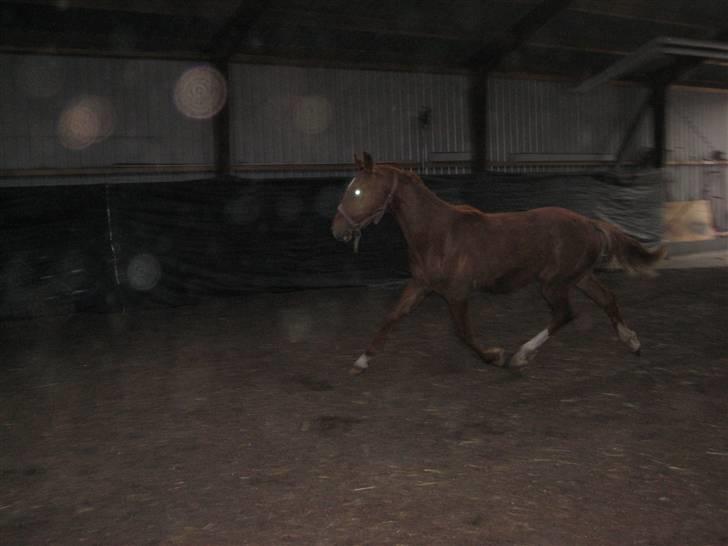 Frederiksborg León Ålbækkegård (SOLGT) billede 11