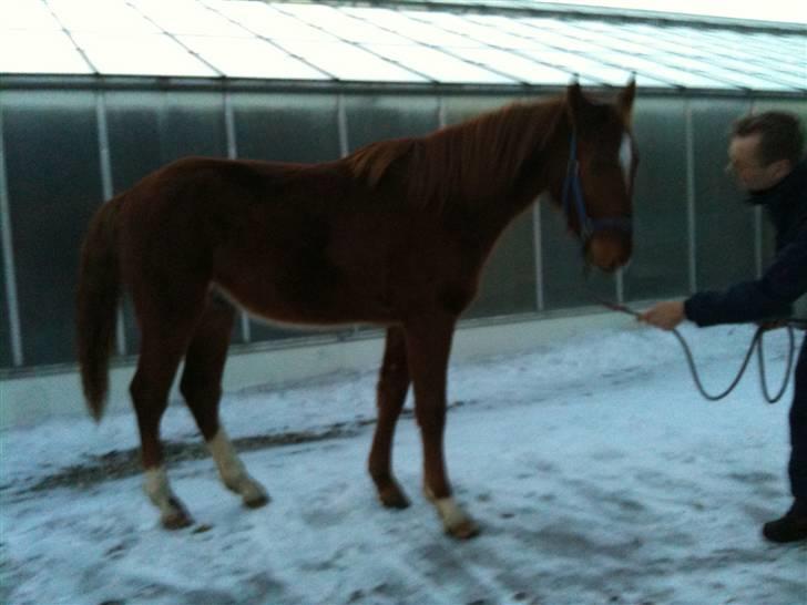 Frederiksborg León Ålbækkegård (SOLGT) billede 12