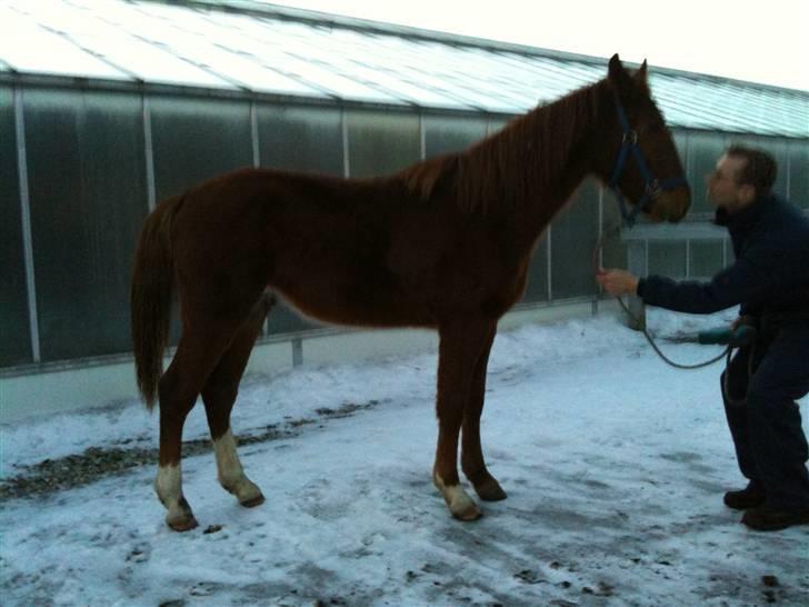 Frederiksborg León Ålbækkegård (SOLGT) billede 13