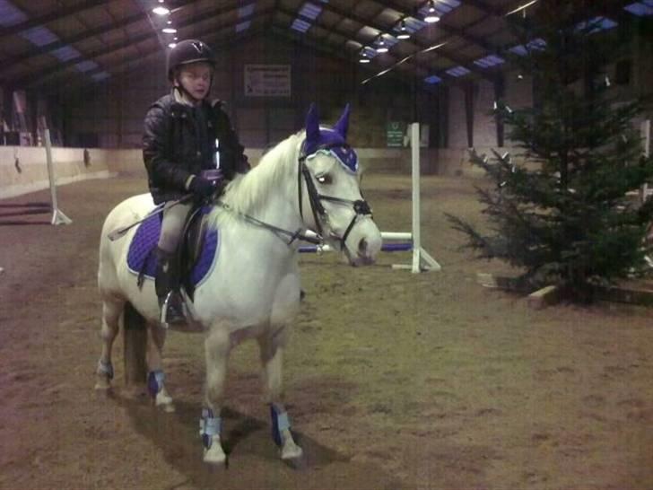 Palomino Lady { solgt:'( } - Min fine pony med nyt blåt udstyr. billede 15