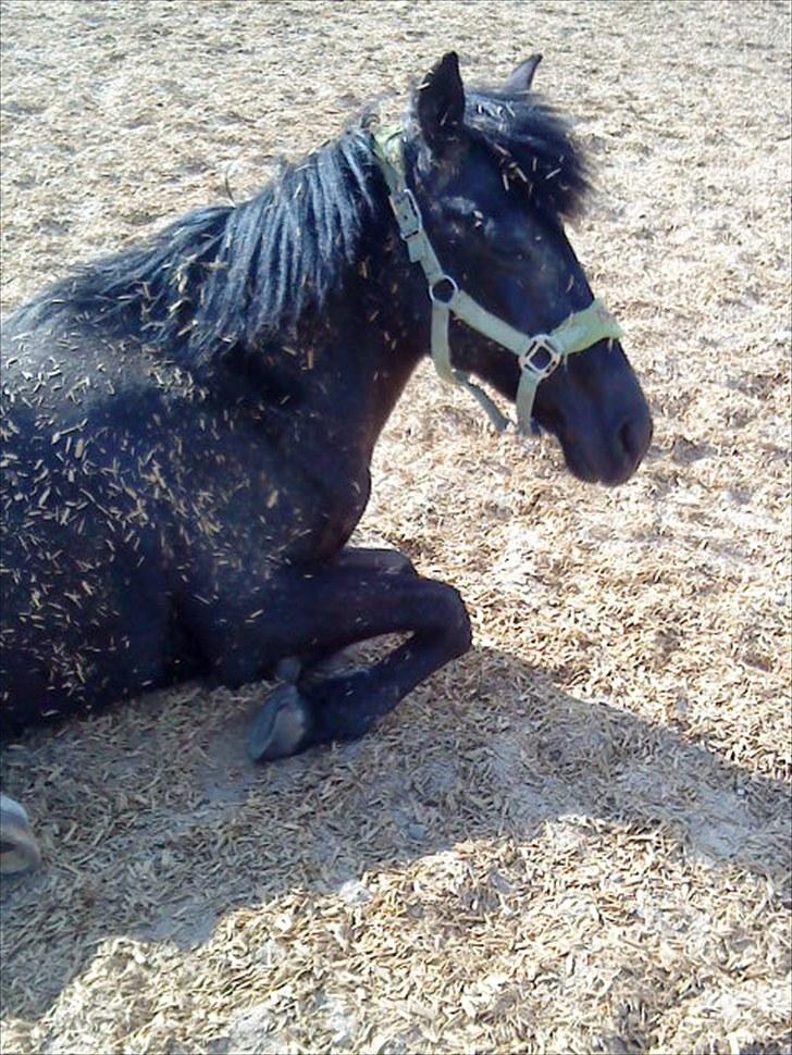 Anden særlig race Dina * Solgt * - Du er og bliver lækker smuk og charmerende lige meget hvad! billede 13