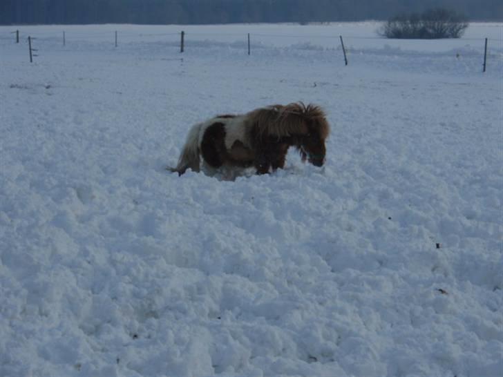 Anden særlig race Mongol (mongo) - Jeg kan vist lige gå her billede 7