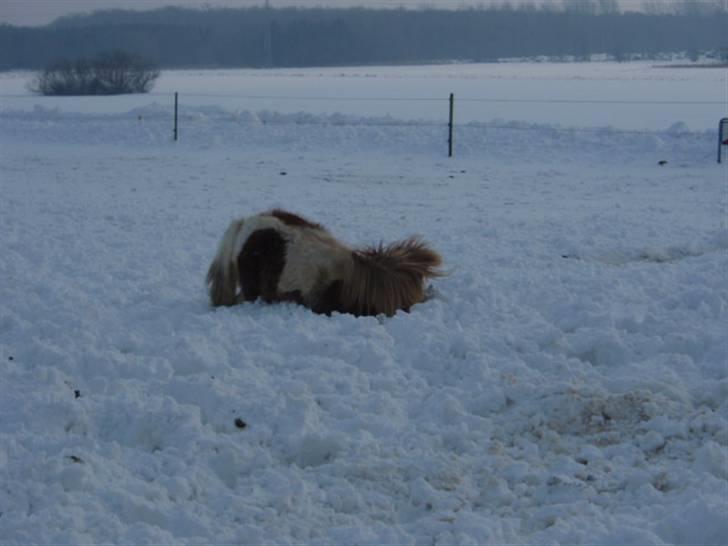 Anden særlig race Mongol (mongo) - Ny metode til at få sne i hoved men ikke på bag´en billede 3